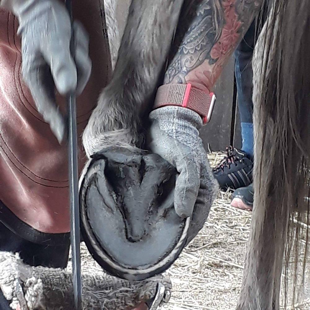 Meet your Posher, Daisy